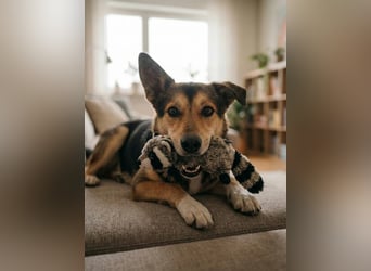 Elis ist schüchtern aber sie hat so viel Liebe zu geben....