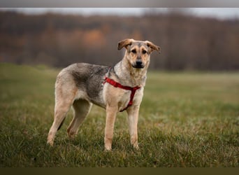 Tuchka — die sanfte Seele mit stolzem Auftreten sucht Ihr Zuhause!