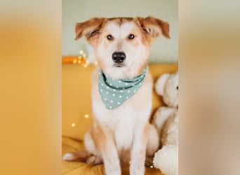 Flauschiger Donald sucht seine Familie