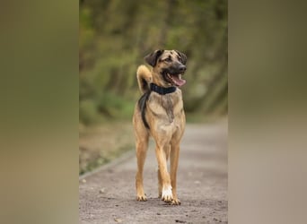 Gib Nosok eine neue Chance...