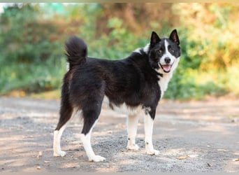 Aktiv und gutmütig wer schenkt Franklin ein Leben für immer