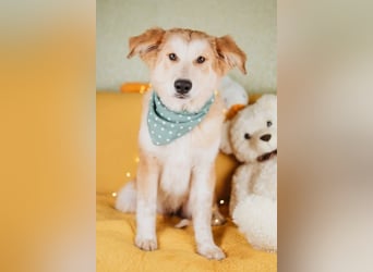 Flauschiger Donald sucht seine Familie