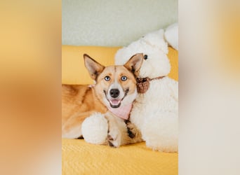 Aktive Mira sucht aktive Menschen