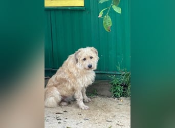 Wer gibt Algerien nochmal eine chance ?!