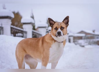 Astra sieht nicht perfekt aus, aber hat ein großes Herz