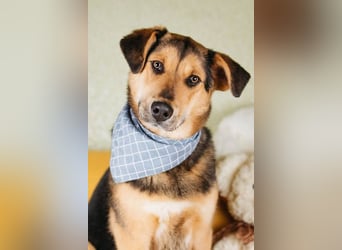 Junger Pluto sucht seine Menschen