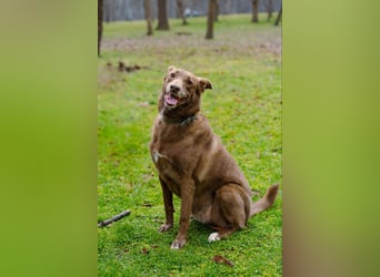 Hündin Archie sucht ein Zuhause