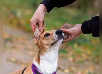 Bucks sucht menschen mit liebe und geduld