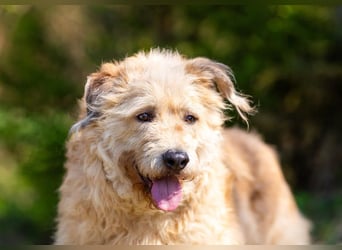 Wer gibt Algerien nochmal eine chance ?!