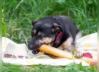 Sean sucht seine begleiter fürs leben