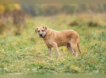 Blind und Taub sucht Pryanik seine Familie