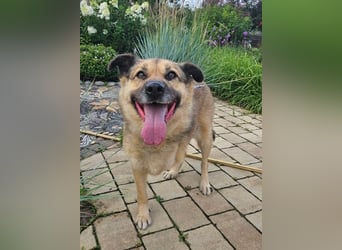 Mukhtar auf drei beinen durchs leben