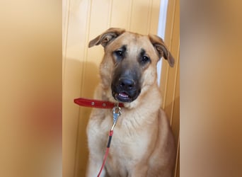 Junge hübsche Leia sucht Familie