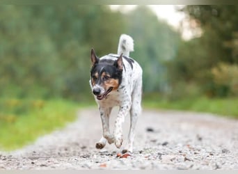 Liebevoller Miron sucht seine menschen