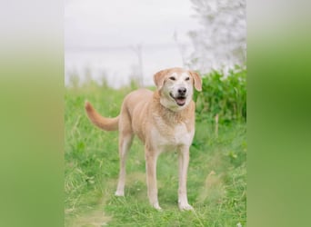 Ulan, weiches Herz wartet auf einen tollen Besitzer