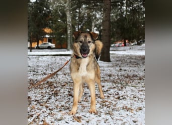 Wundervolle Lapa sucht ihre treuen Menschen