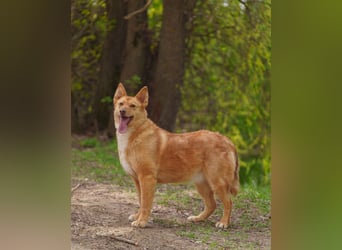 Wunderschöne Vesta sucht ihren platz