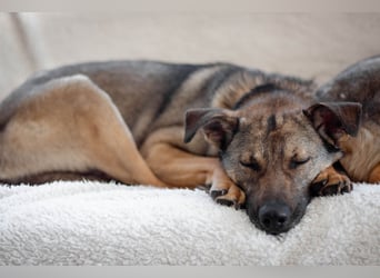 Hübscher Mickey braucht liebe