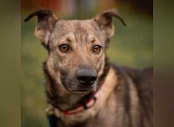 Hübscher Mickey braucht liebe