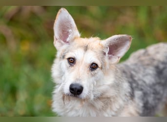 Freundliche Belka sucht liebevolle Familie