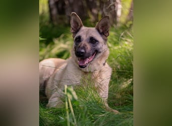 Sanfte Sofia sucht treue Familie