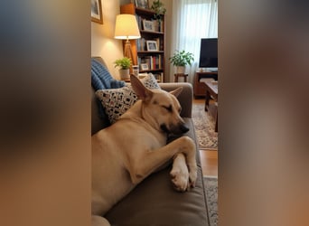 Monki - der sensible Hund mit großem Herz sucht sein sicheres Zuhause