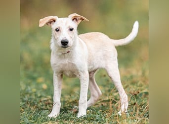 Zuckersüßer Cream sucht warmes Körbchen