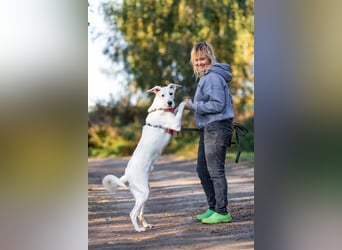 Weißer Uma sucht zu hause