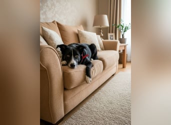 Mike sucht Traumzuhause