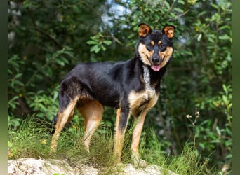 Gesellige Lexi sucht ihren platz für immer