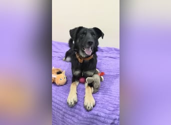 Junger lieber Roni sucht ....