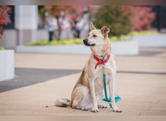 Skye treue seele sucht ....