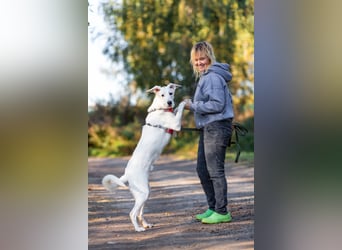 Weißer Uma sucht zu hause