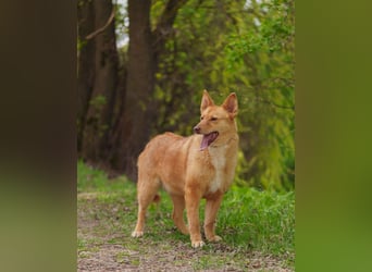 Wunderschöne Vesta sucht ihren platz