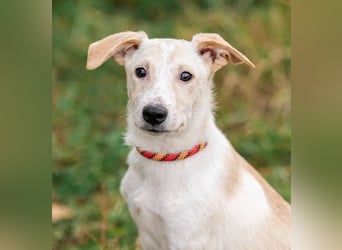 Zuckersüßer Cream sucht warmes Körbchen