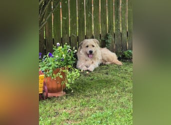 Wer gibt Algerien nochmal eine chance ?!