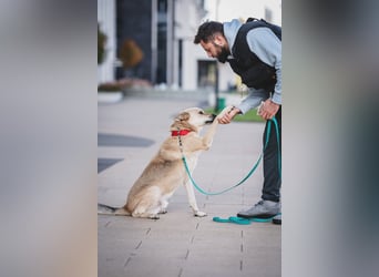 Skye treue seele sucht ....