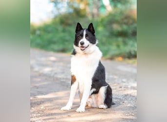 Aktiv und gutmütig wer schenkt Franklin ein Leben für immer