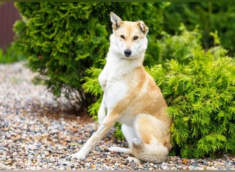 Menschenbezogene Dolly sucht ihre Menschen