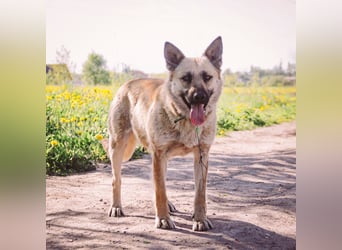 Wunderschöne Linda sucht