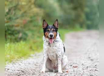 Liebevoller Miron sucht seine menschen