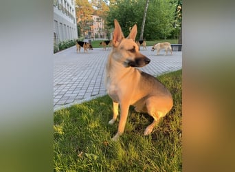 Monki - der sensible Hund mit großem Herz sucht sein sicheres Zuhause