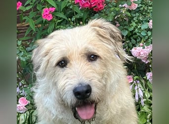 Wer gibt Algerien nochmal eine chance ?!