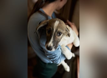 Wer will Harvi die Welt zeigen?!