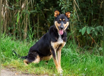 Gesellige Lexi sucht ihren platz für immer