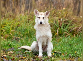 Freundliche Belka sucht liebevolle Familie