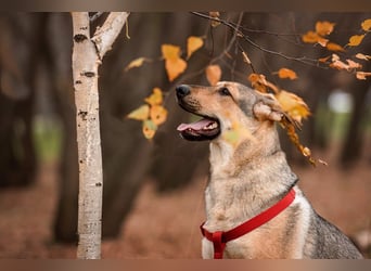 Tuchka — die sanfte Seele mit stolzem Auftreten sucht Ihr Zuhause!