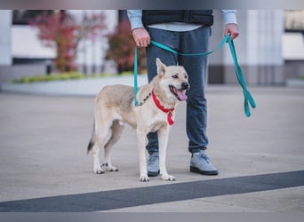 Skye treue seele sucht ....