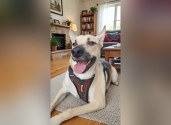 Monki - der sensible Hund mit großem Herz sucht sein sicheres Zuhause