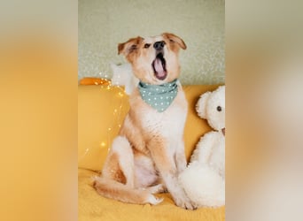 Flauschiger Donald sucht seine Familie